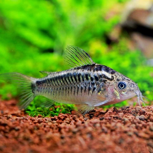 Corydoras elegans - Panzerwels elegans M